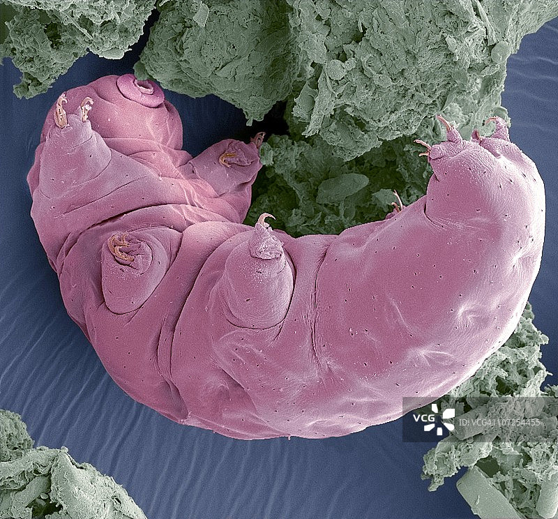 水熊虫扫描电镜图图片素材
