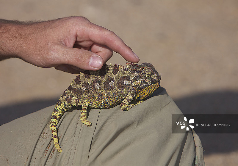 纳米比亚的纳米夸变色龙坐在男人的膝盖上图片素材