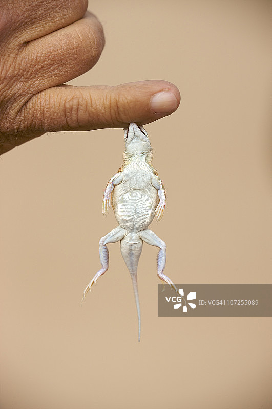 咬着人手指的铲吻蜥蜴，纳米比亚图片素材