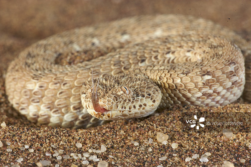 在纳米比亚沙漠沙地上的角蝰图片素材