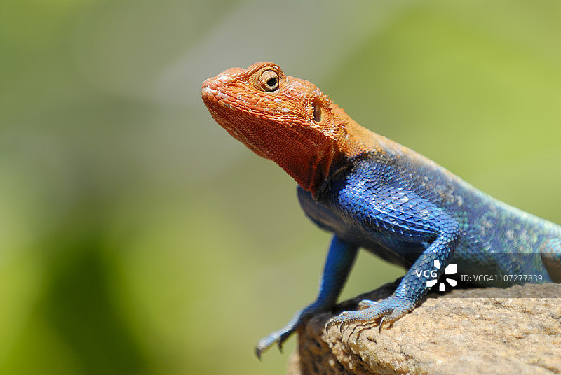 彩色雄性岩石鬣蜥图片素材