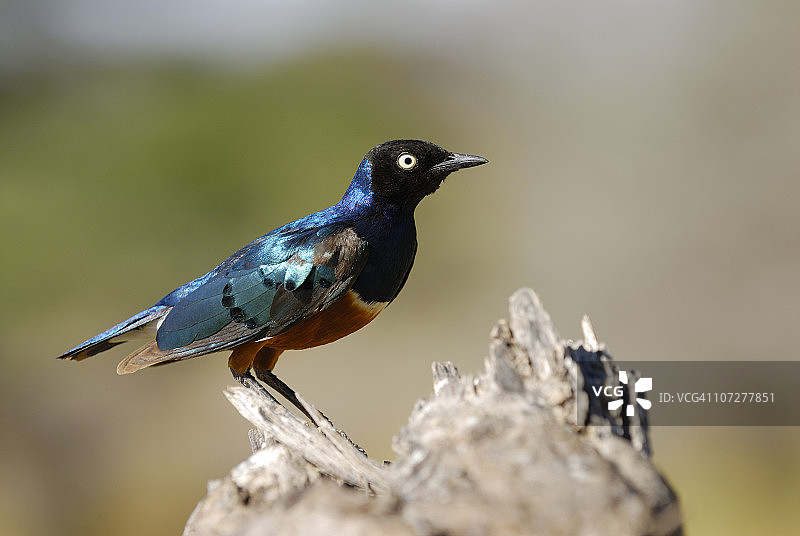 丽椋鸟图片素材