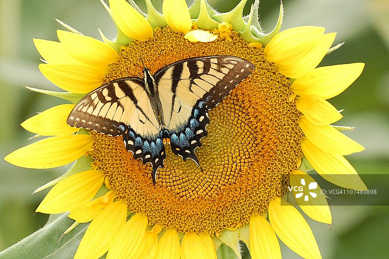 向日葵上的虎凤蝶图片素材