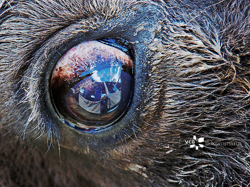 水牛眼睛的倒影图片素材