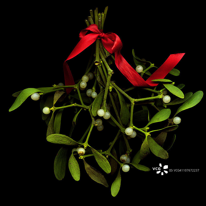 寄生植物图片素材