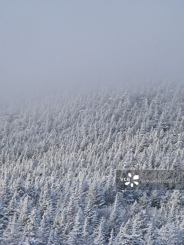 美国佛蒙特州基灵顿：白雪覆盖的森林图片素材