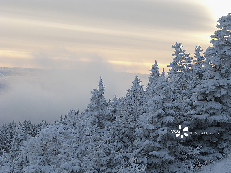 美国佛蒙特州基灵顿：白雪覆盖的森林图片素材