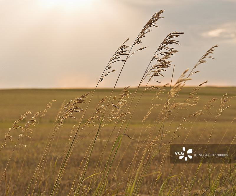 美国南达科他州水牛隘口国家草原草地图片素材