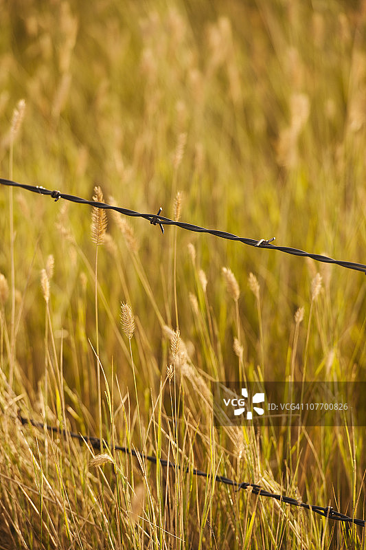美国南达科他州布法罗国家草原，黄色草原草地中带刺铁丝网围栏的特写图片素材
