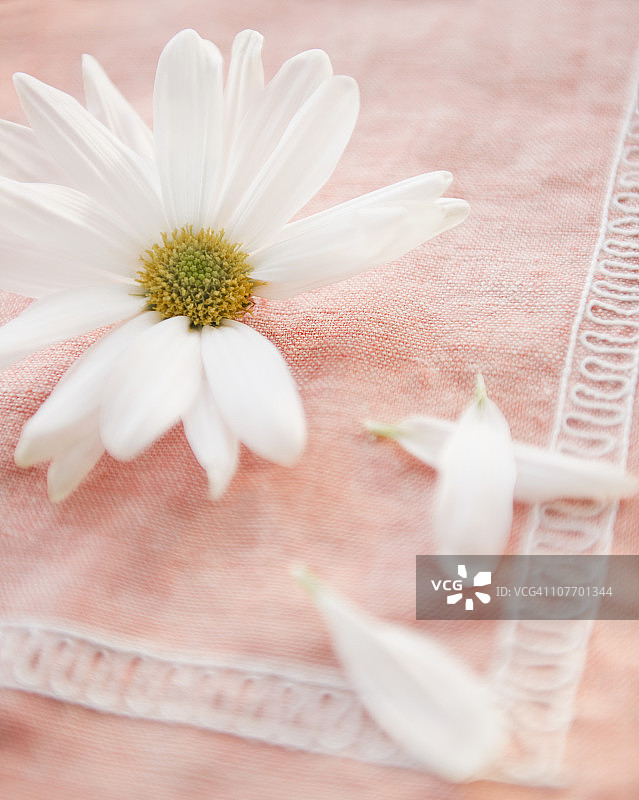 桌布上的雏菊花瓣特写图片素材