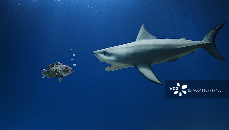 海鲈鱼与大白鲨图片素材