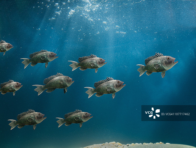 黑海鲈鱼群图片素材