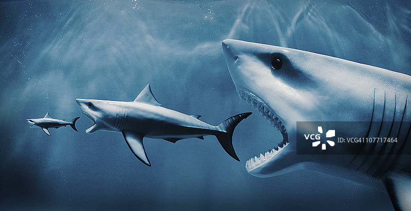 鲨鱼吃鲨鱼图片素材