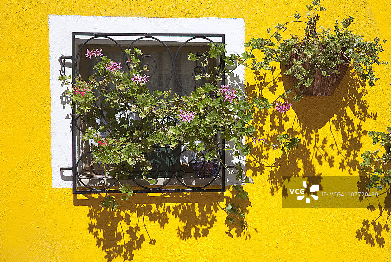 鲜黄色墙壁上的彩色窗台花箱图片素材