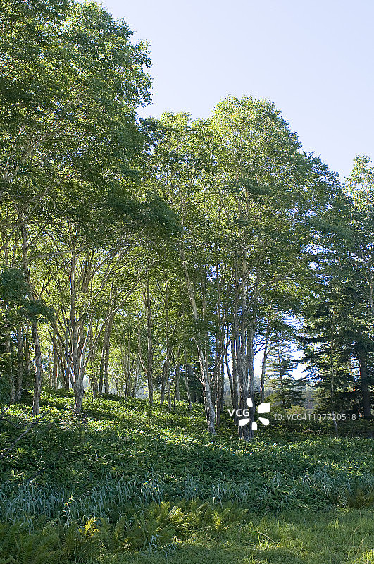 晨光中的树木图片素材