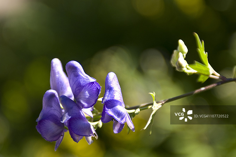 一朵花图片素材
