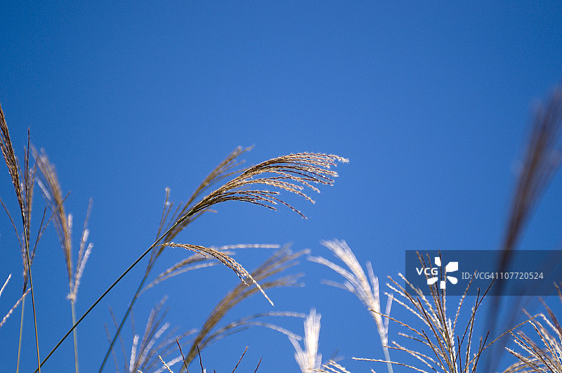 日本蒲苇图片素材