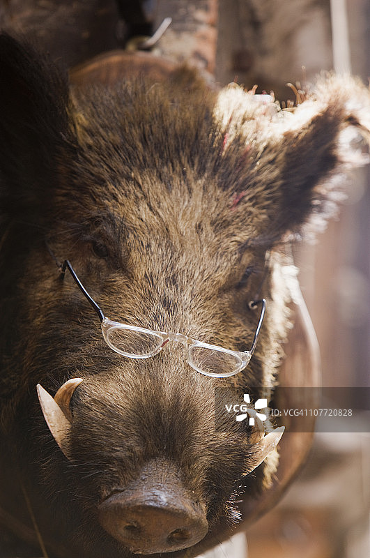 戴眼镜的野猪图片素材