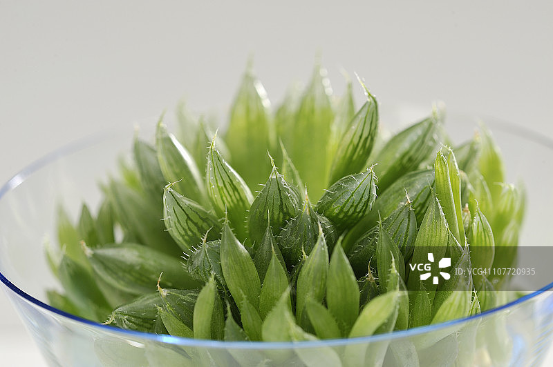 多肉植物图片素材