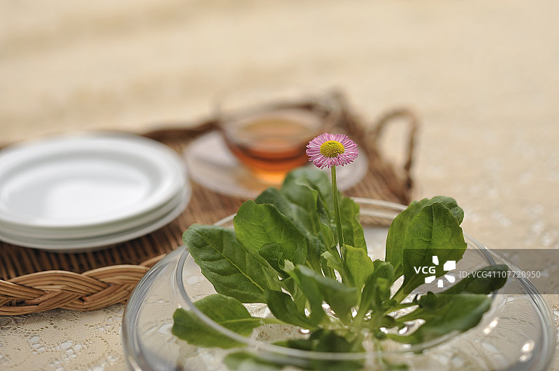 雏菊和茶具图片素材