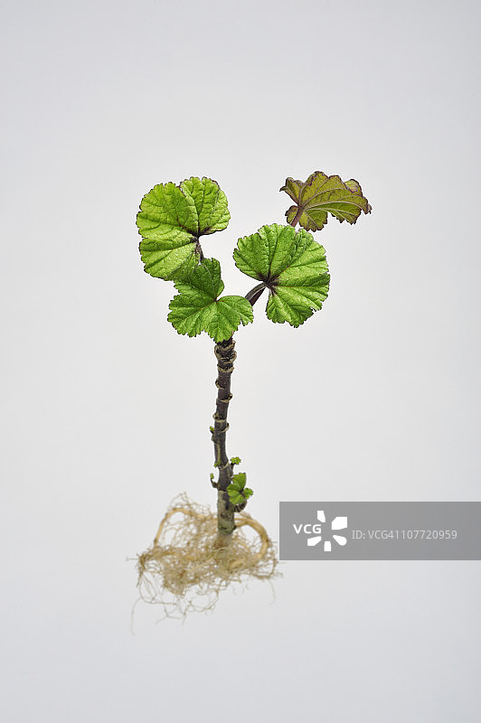 漂浮的草本植物图片素材