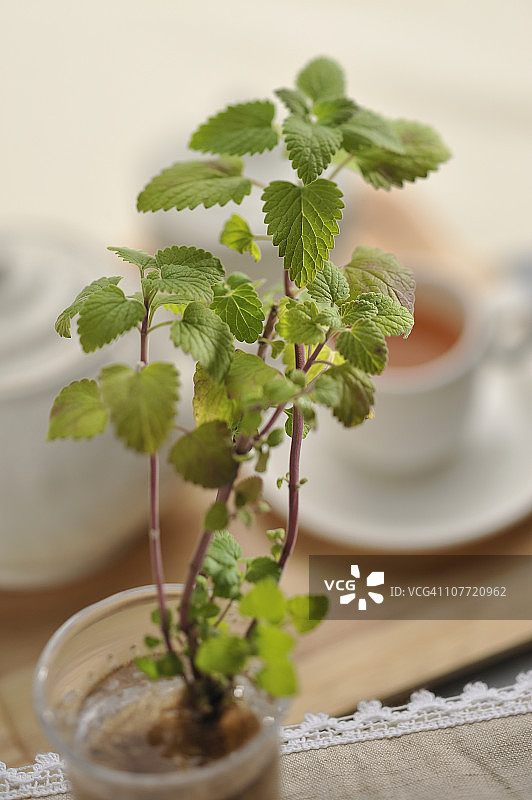 香草茶图片素材