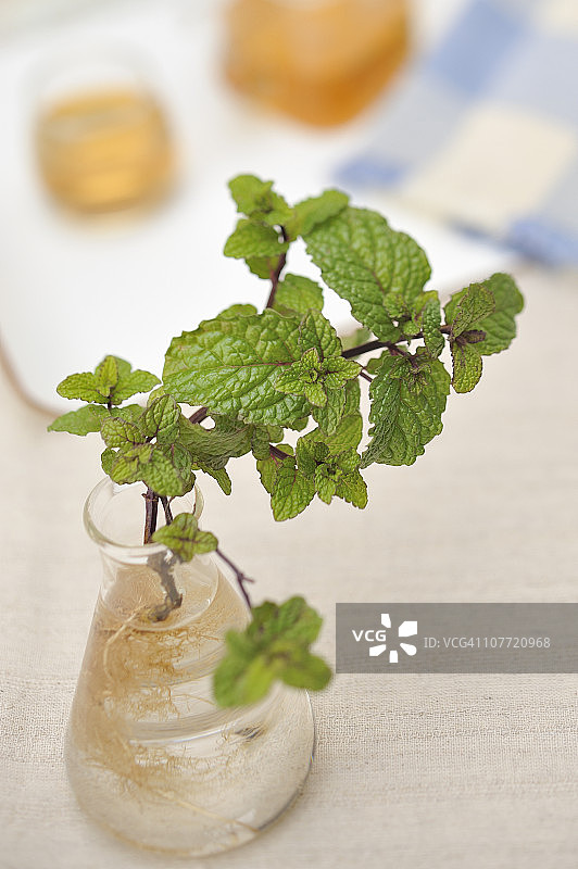 玻璃器皿中的草本植物图片素材