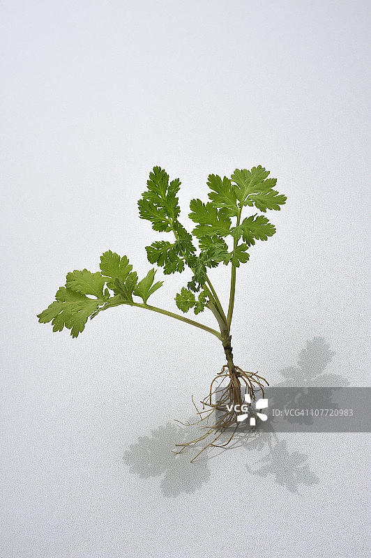 漂浮的草本植物图片素材