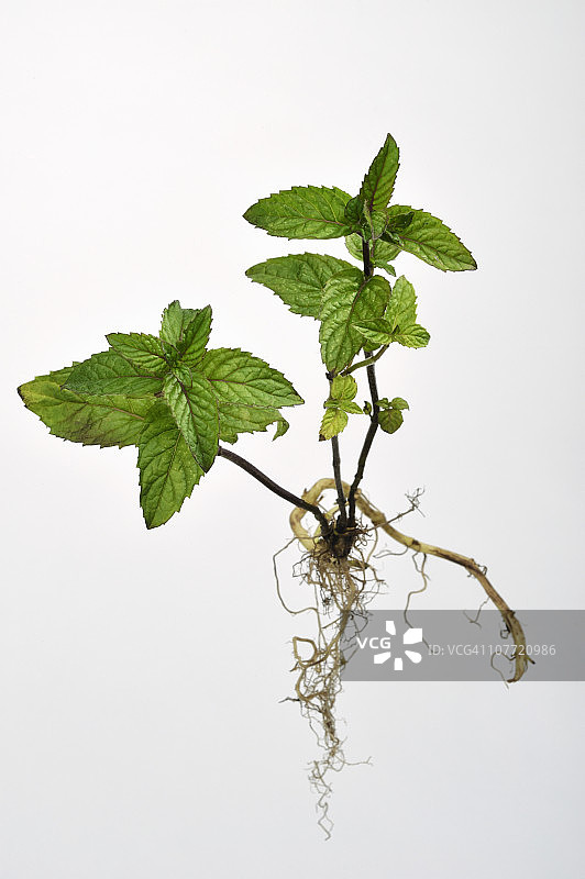 漂浮的草本植物图片素材
