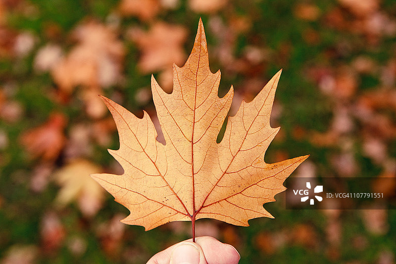 手持枫叶图片素材