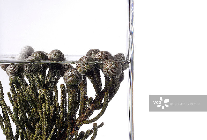 水生植物图片素材