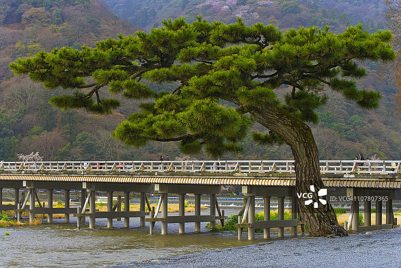日本京都的渡月桥和松树图片素材