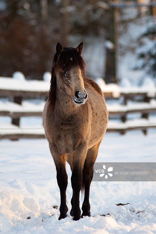 康尼马拉小马驹图片素材