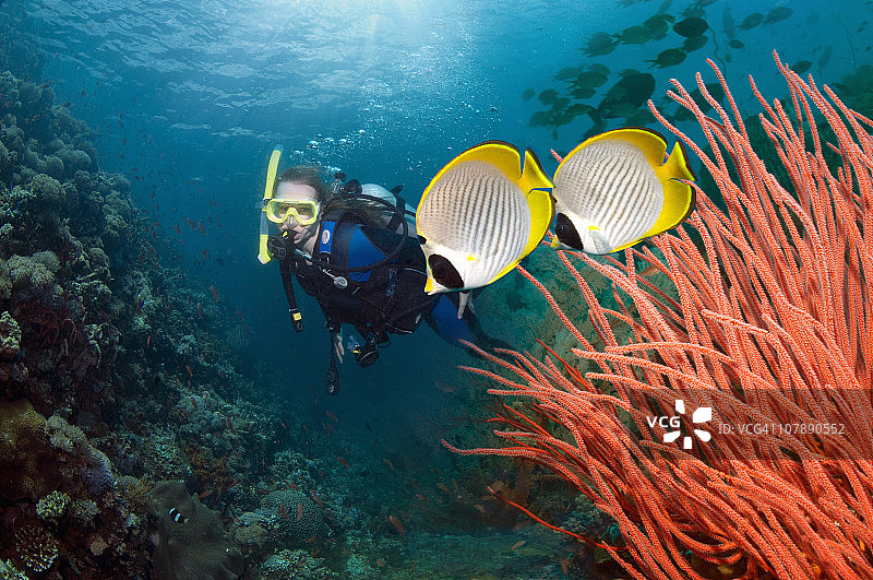 与热带鱼一起潜水的女潜水员图片素材