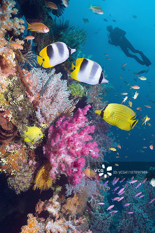 珊瑚礁、鱼类与软珊瑚，潜水员图片素材