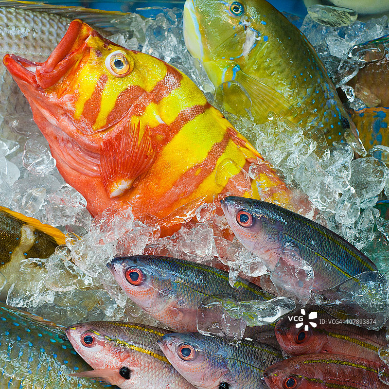 冲绳市场的彩色新鲜热带鱼图片素材