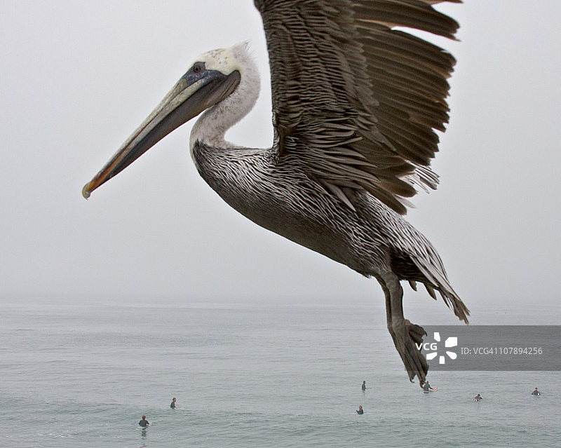 飞翔的加利福尼亚州褐鹈鹕图片素材