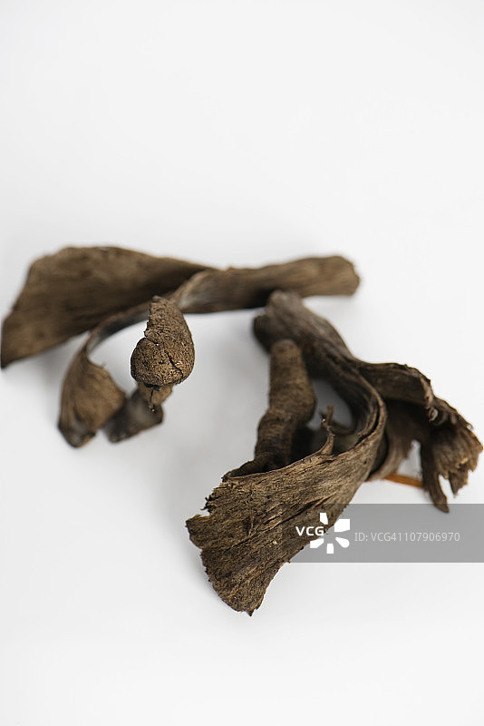 美味牛肝菌图片素材