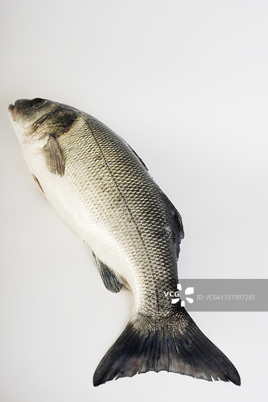 海鳟鱼图片素材