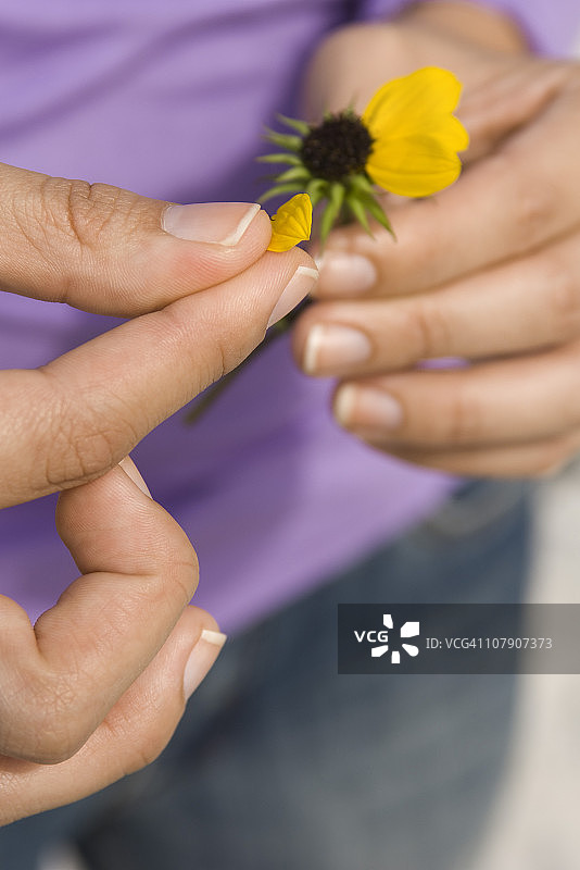 采摘花瓣图片素材