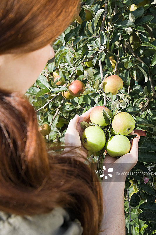 年轻女人采摘新鲜苹果图片素材