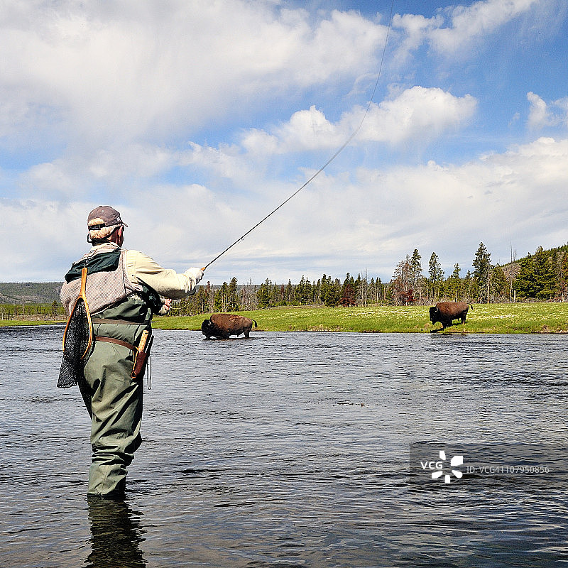 黄石飞钓与野牛图片素材