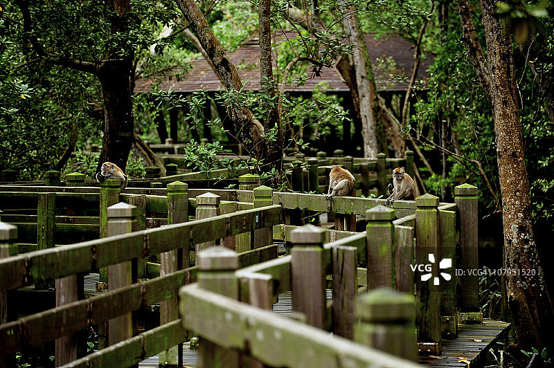 红树林木板路上的猴子图片素材