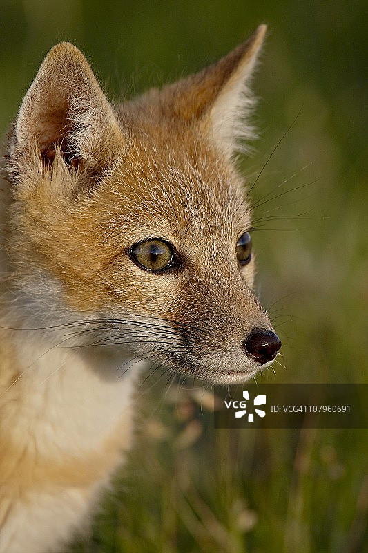 敏狐幼崽，美国科罗拉多州波尼国家草原图片素材