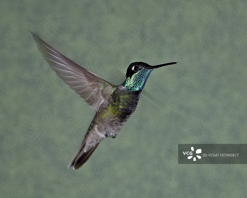 雄性蜂鸟在亚利桑那州科罗纳多国家森林公园飞行图片素材