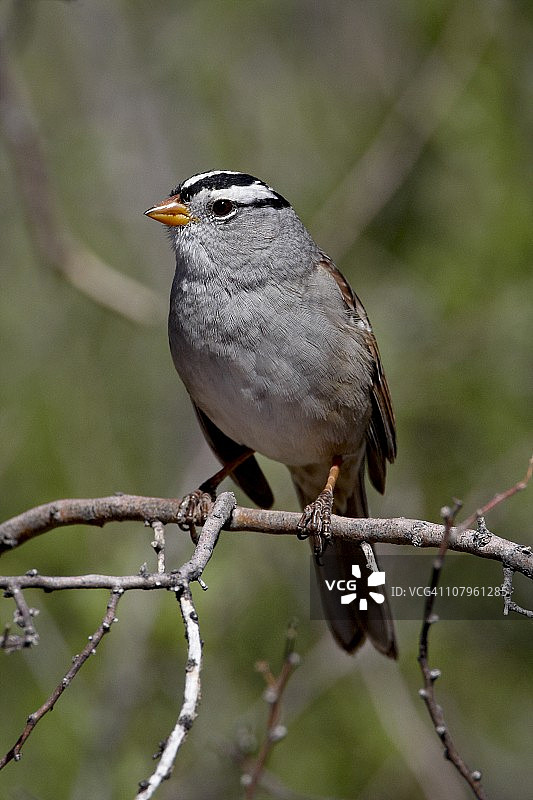 亚利桑那州科罗纳多国家森林的白冠带鹀图片素材