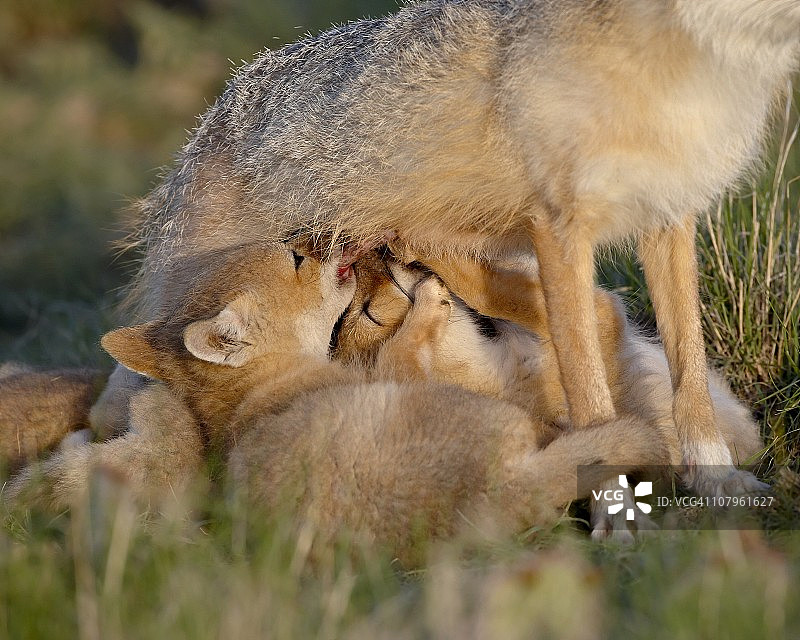 敏狐幼崽在科罗拉多州波尼国家草原哺乳图片素材