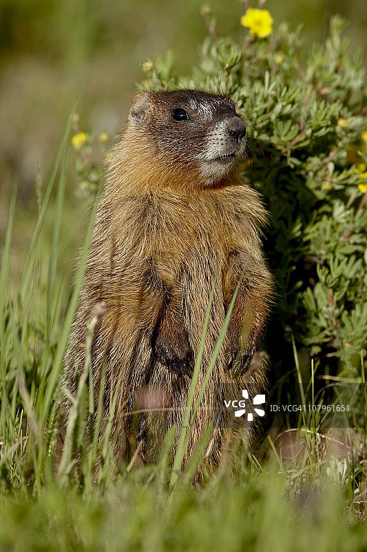 黄腹土拨鼠(Marmota flaviventris)，黑尔营，白河国家森林，科罗拉多州，美国，北美洲图片素材