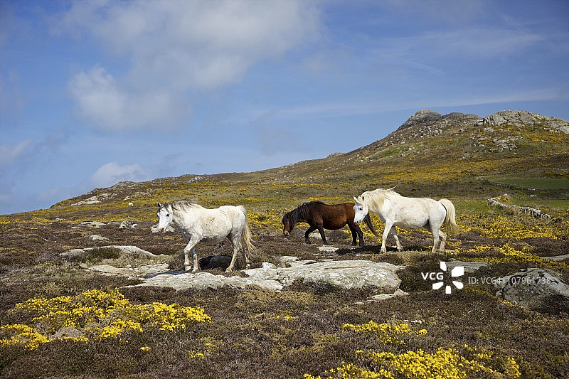 英国威尔士彭布罗克郡国家公园圣大卫角，沐浴在春日阳光下的野生小马驹图片素材