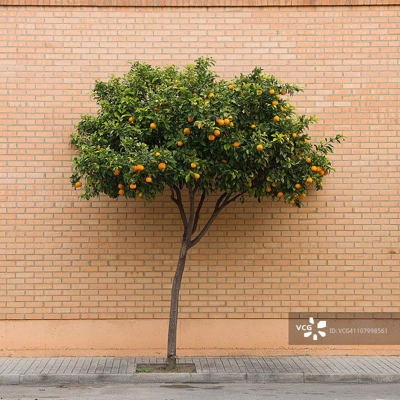 橙树图片素材